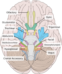 BRAIN AND NERVES