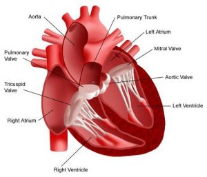 Thrombosis of the Heart