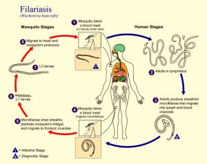 filaria2