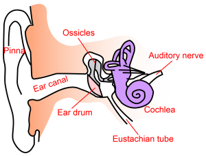 Deafness and Ear Diseases